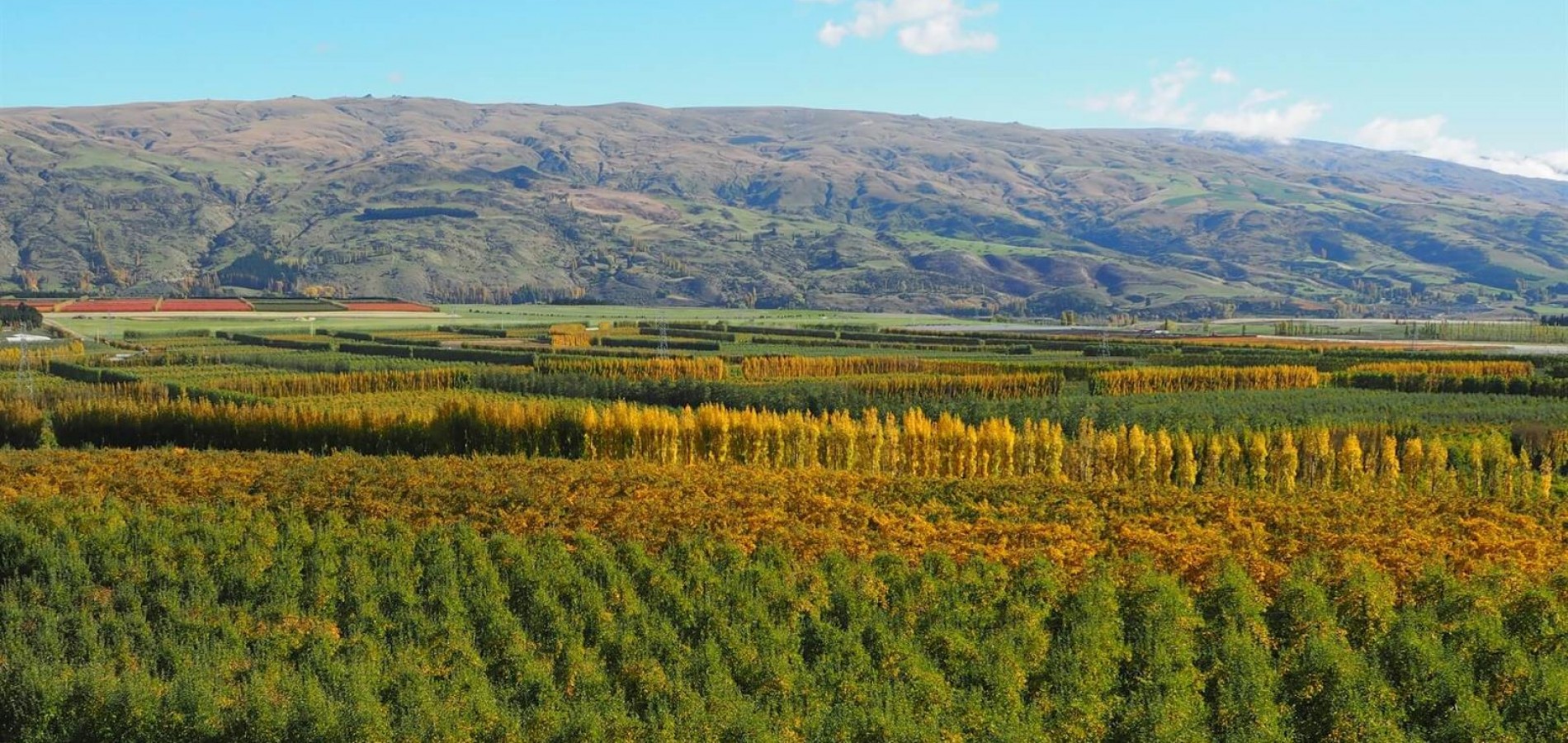teviot valley orchards